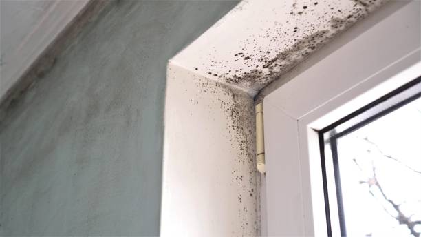 Best Crawl Space Mold Remediation  in Lucas, TX