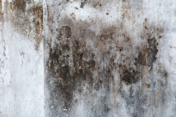 Best Residential Mold Inspection & Testing  in Lucas, TX