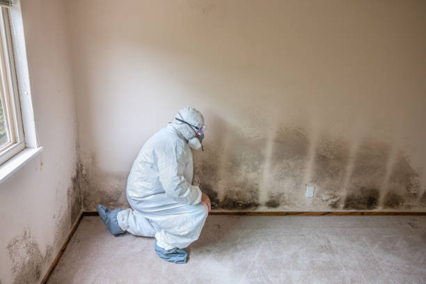 Trusted Lucas, TX Mold Removal Experts